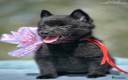 Schipperke dogs for sale: Puppy schipperke  - Image 3