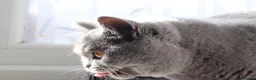 British Shorthair cats for sale: 🧸 Stunning GCCF BSH Female Champion Bloodlines ✨ - Advert 19