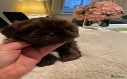 Shih Tzu dogs for sale: Imperial Shih Tzu  - Advert 6