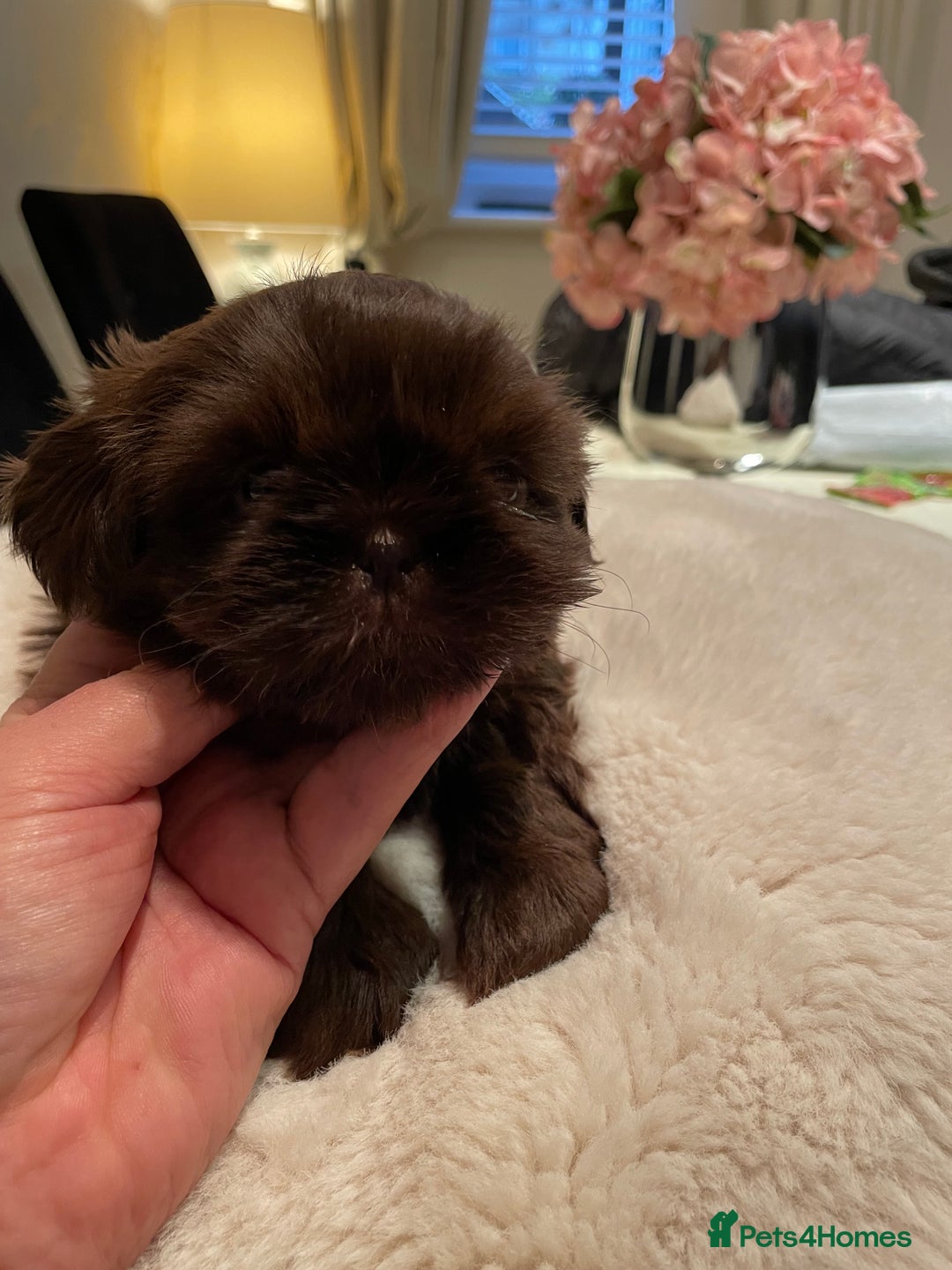 Shih Tzu dogs for sale: Imperial Shih Tzu  - Advert 6