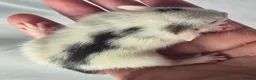 Rat rodents for sale: Female Baby Dumbo Rats  - Advert 3