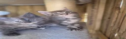 Maine Coon cats for sale: Beautiful Maine Coon Kittens - Advert 6