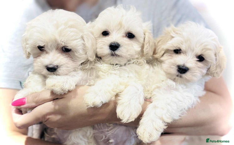 Maltipoo dogs - Advert 12