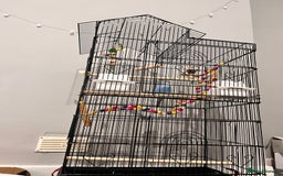 Budgerigars birds for sale: Blue male budgie 4 months age - Image 3