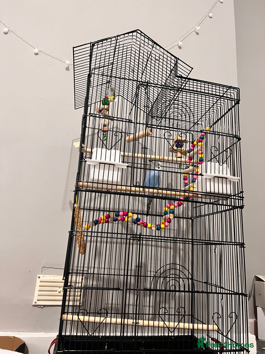 Budgerigars birds for sale: Blue male budgie 4 months age - Image 3