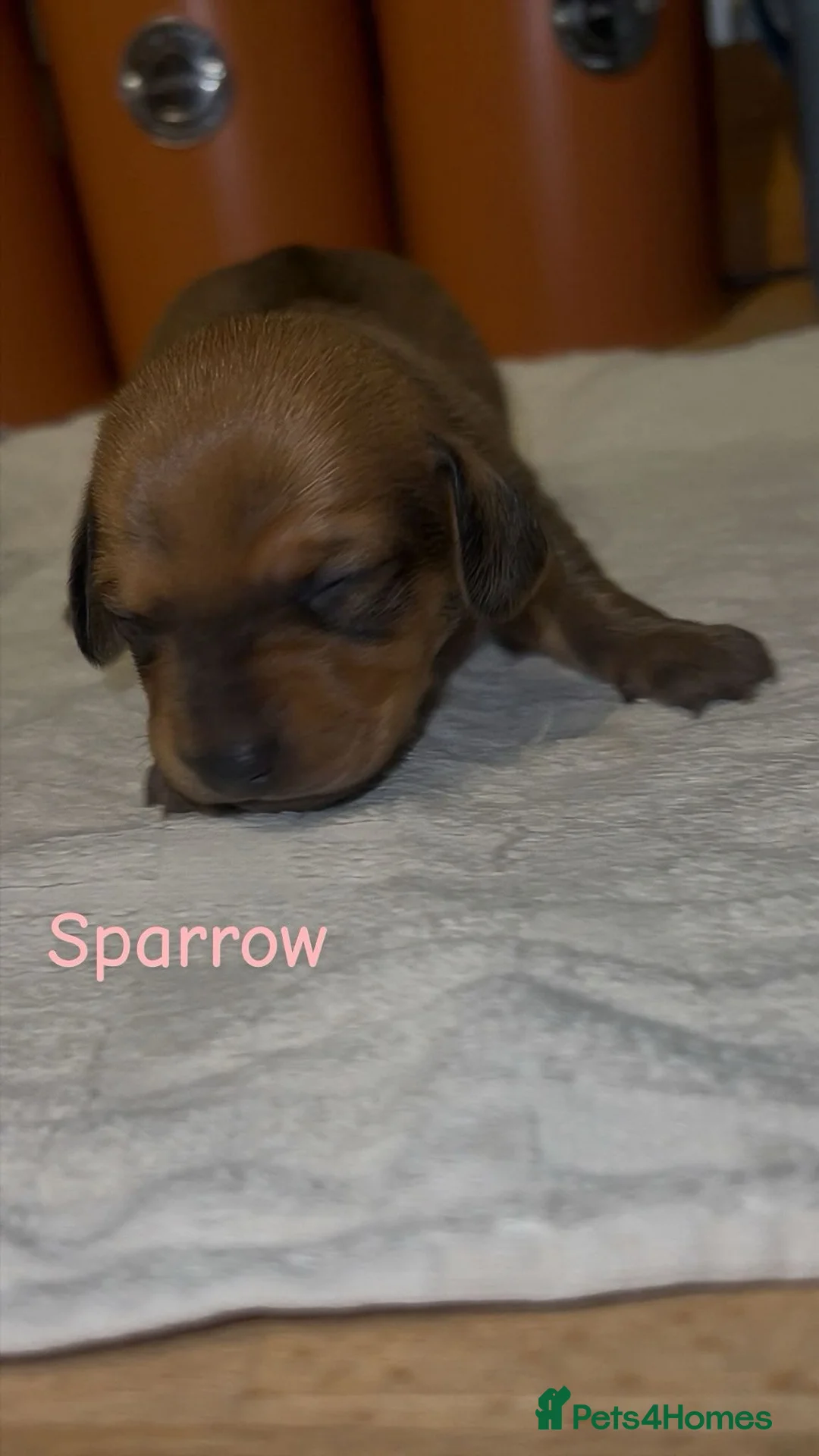 Dachshund dogs for sale: Dacshaunds puppies  - Advert 10