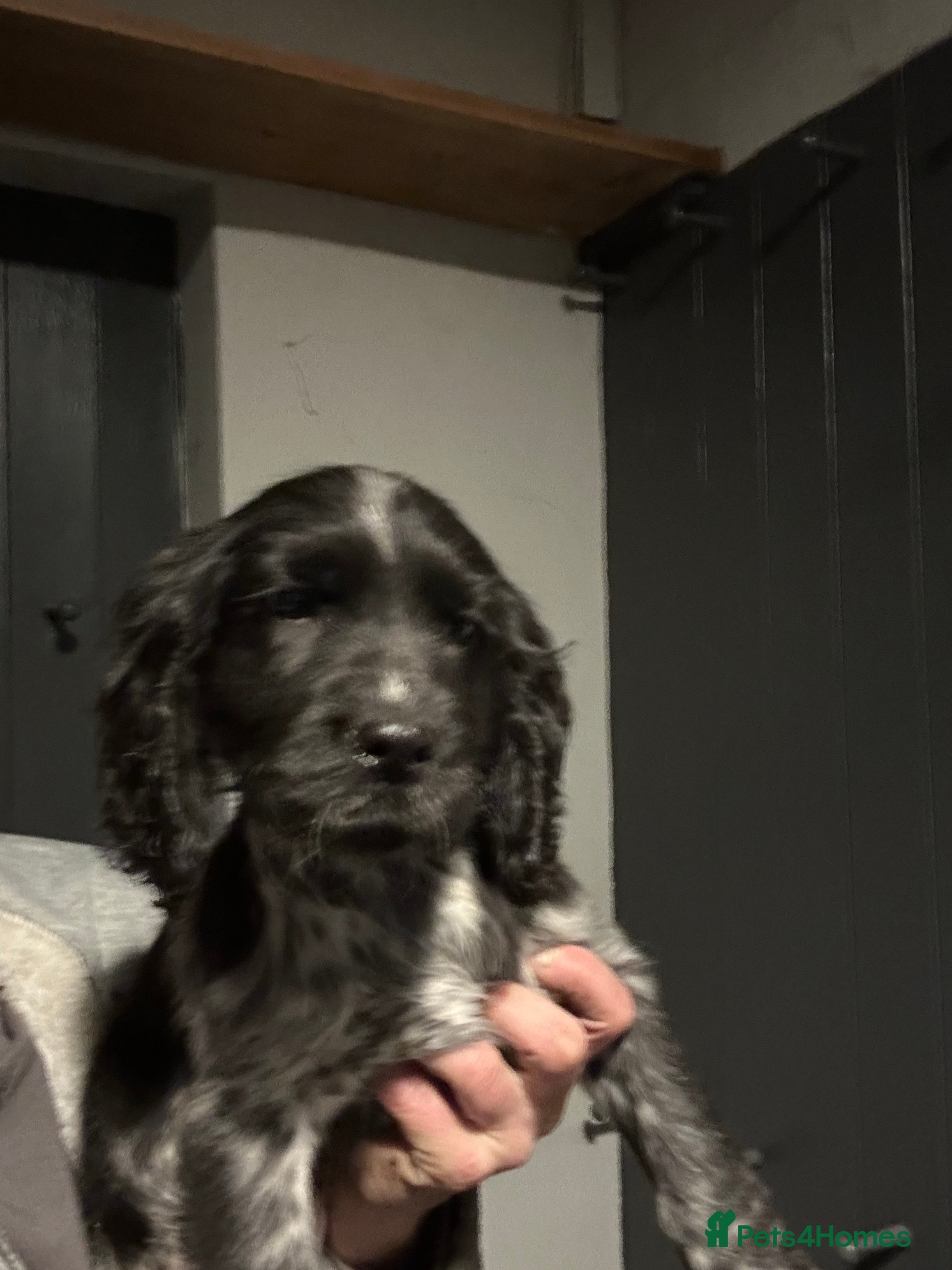 Cocker Spaniel dogs Returned Kc reg cocker bitch and dog puppy.  - Advert 2