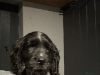 Cocker Spaniel dogs Returned Kc reg cocker bitch and dog puppy. - Advert 2