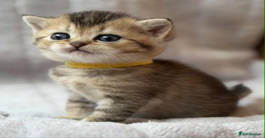 British Shorthair cats - Advert 14