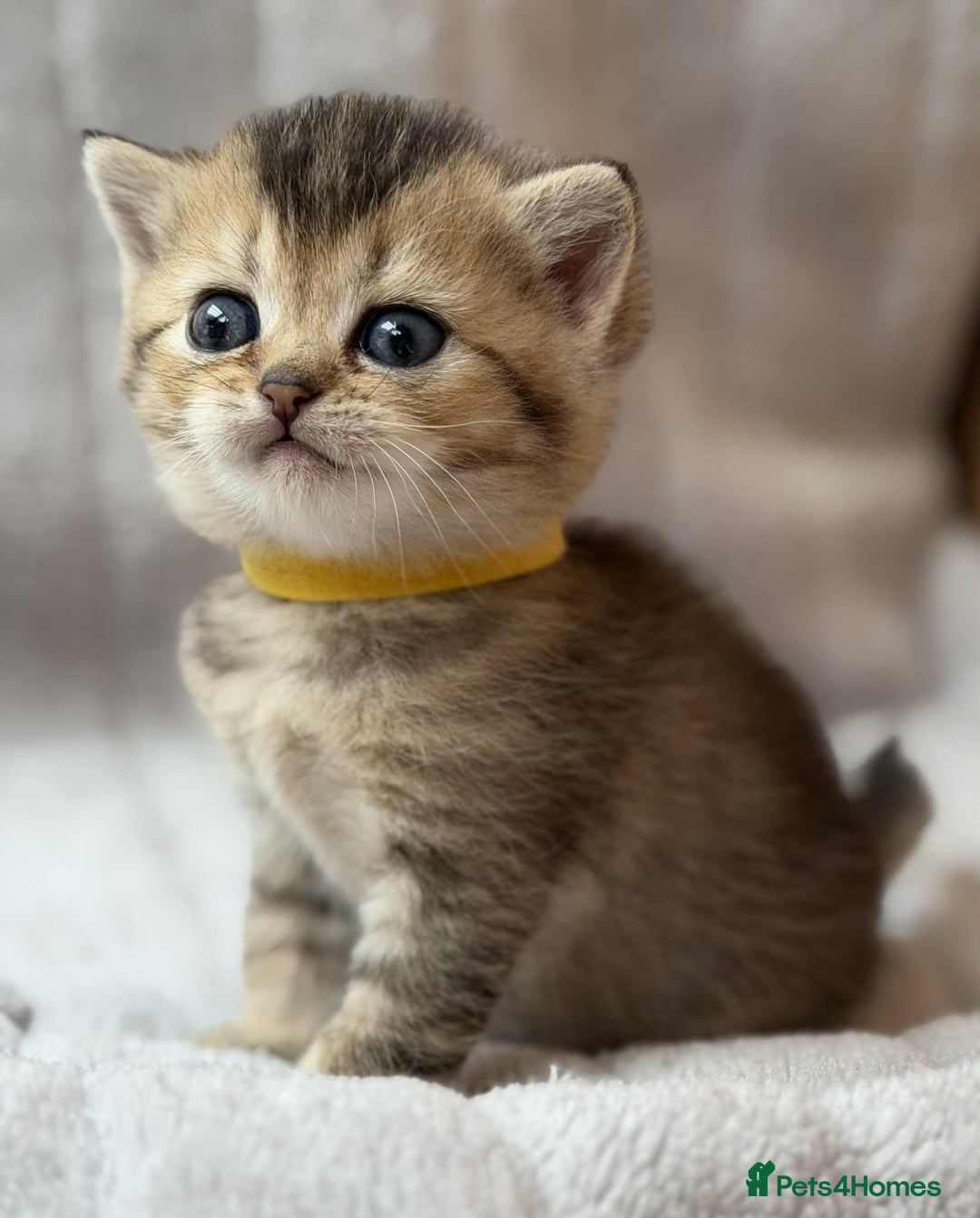British Shorthair cats for sale: Lovely British Shorthair Golden TiCA - Image 3