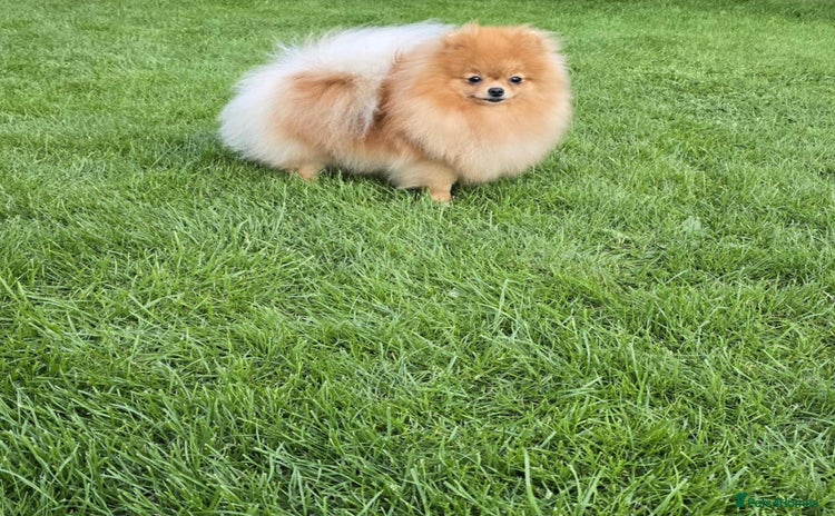 Pomeranian dogs - Advert 1