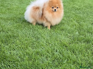 Pomeranian dogs - Advert 34
