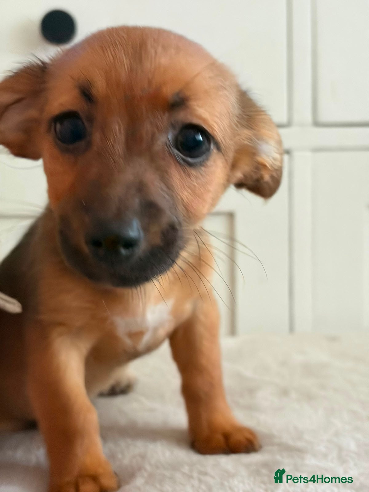 Jack Russell dogs for sale: Jack Russell puppies - Advert 2