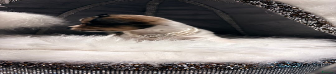 Miniature toy Chiweenie female 