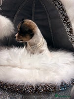 Mixed Breed dogs Stunning miniature toy chiweenie pups male female - Advert 3