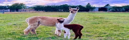 Alpaca livestock for sale: Special breeding  group of 10 stunning Alpaca in Llandovery - Advert 11