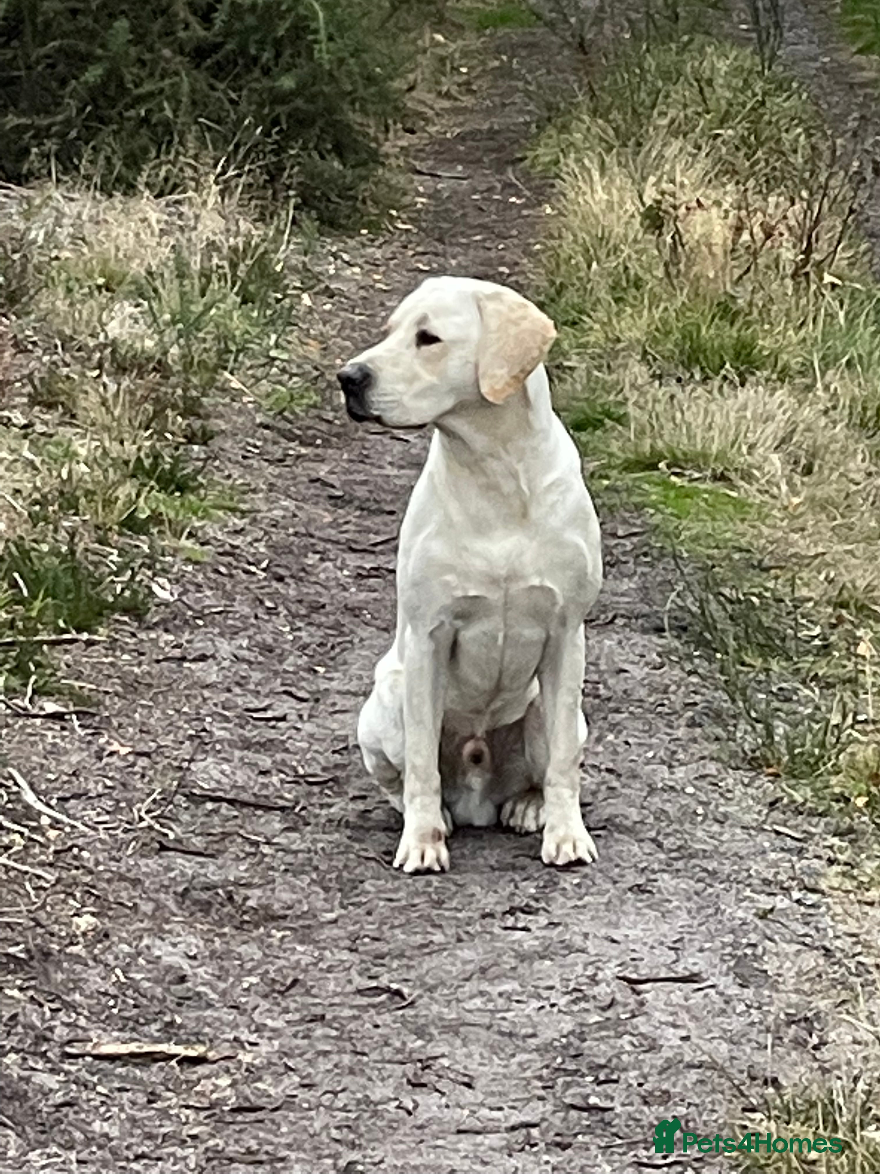 Labrador Retriever dogs Yellow Working Labrador Stud Fully Health tested in Christchurch - Advert 19