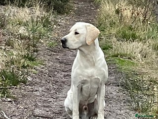 Labrador Retriever dogs in Christchurch - Advert 34