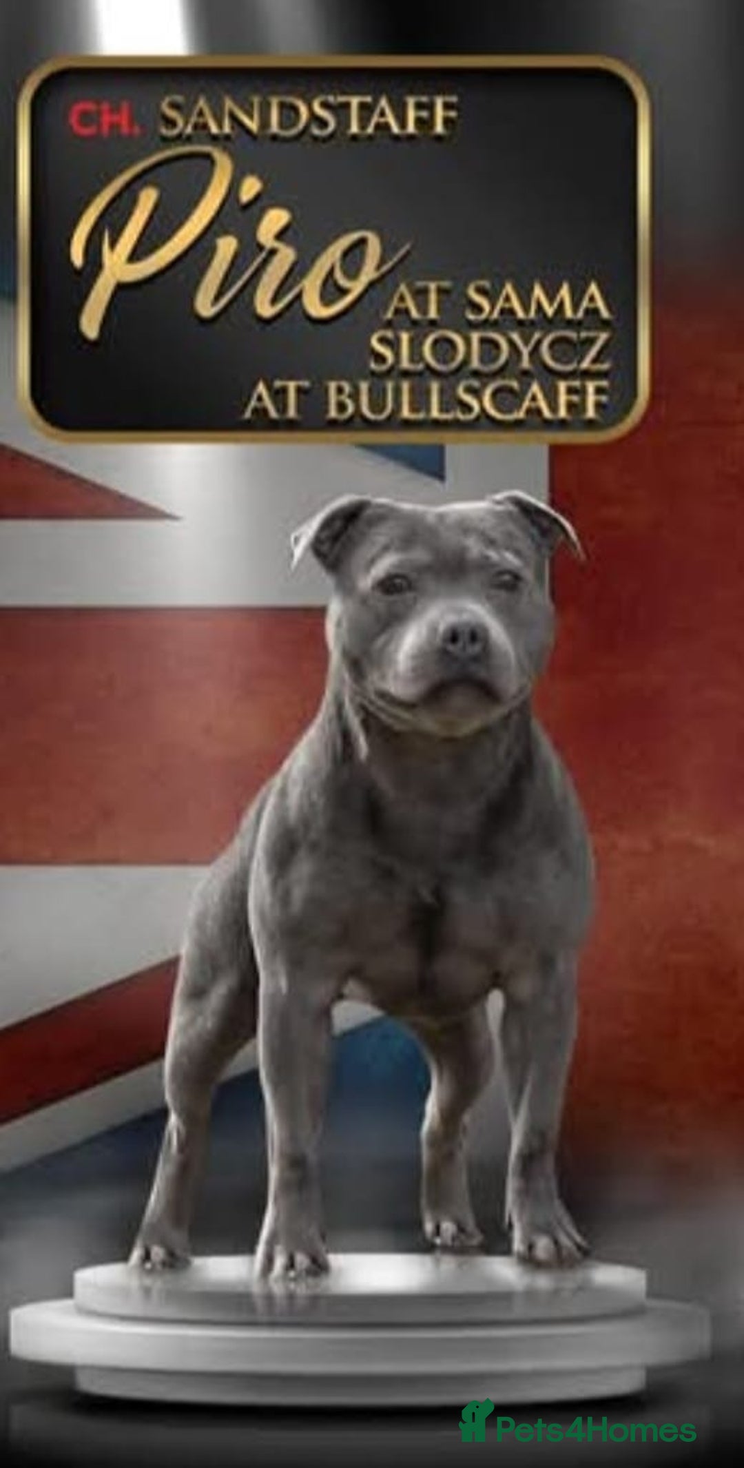 Staffordshire Bull Terrier dogs for sale: Kc Champion Blue Staffy Pups Ready - Advert 4
