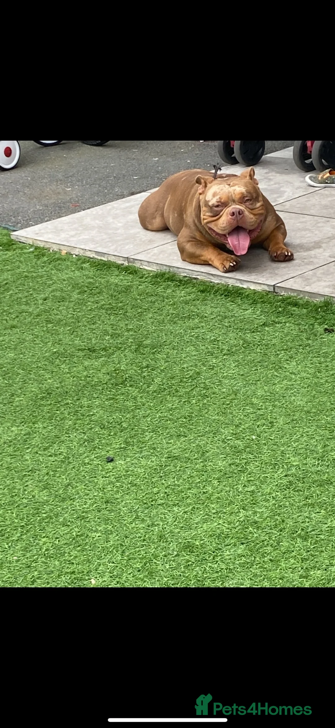 American Bully dogs for sale: Pocket bully male 5 years old - Advert 10