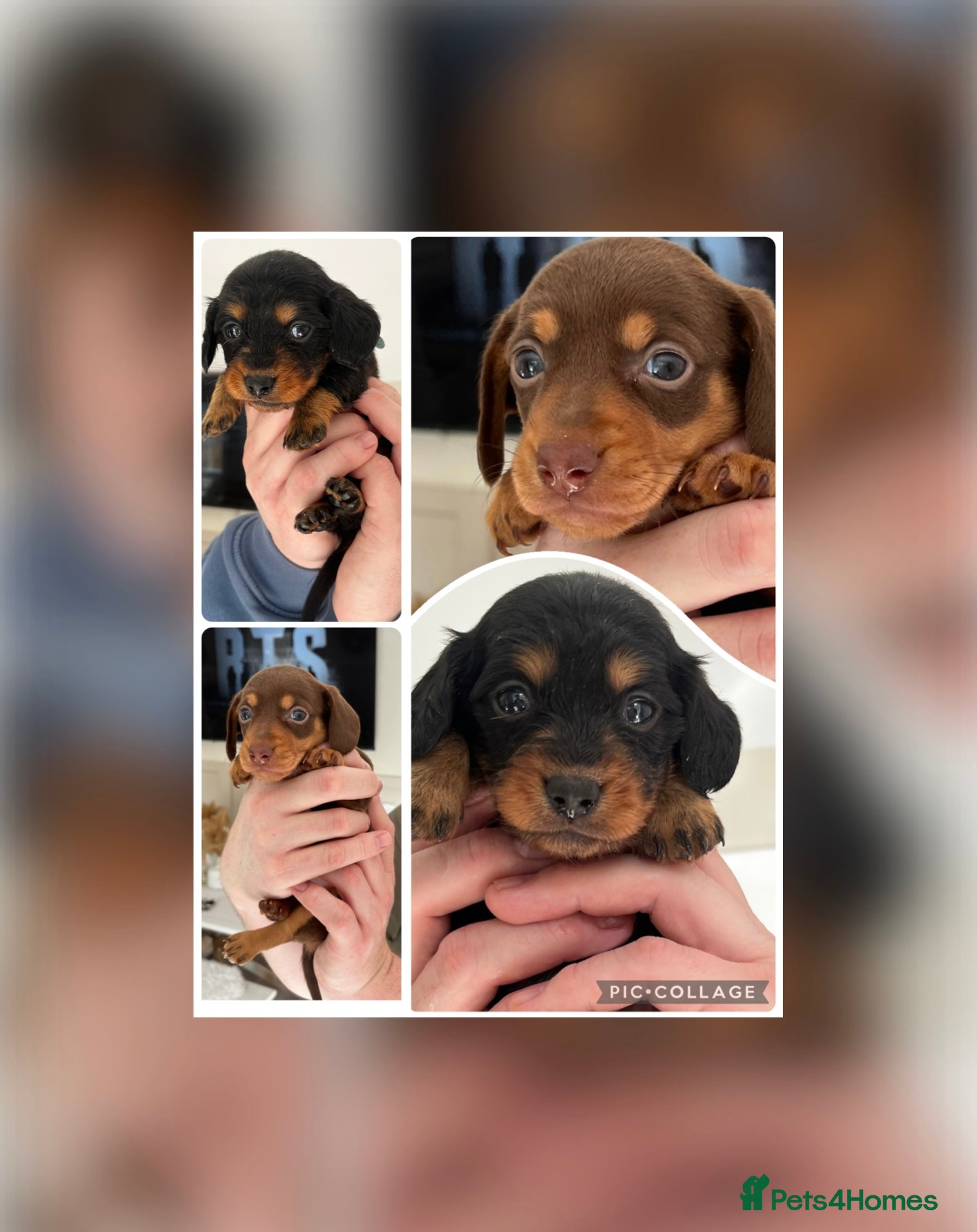 Miniature Dachshund dogs MINIATURE Dachshund long haired & smooth  - Advert 15