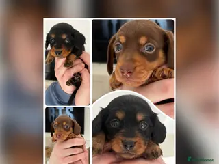 Miniature Dachshund dogs MINIATURE Dachshund long haired & smooth - Advert 15