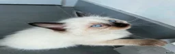 Ragdoll cats for sale: Pure breed ragdoll kittens READY NOW  - Advert 2
