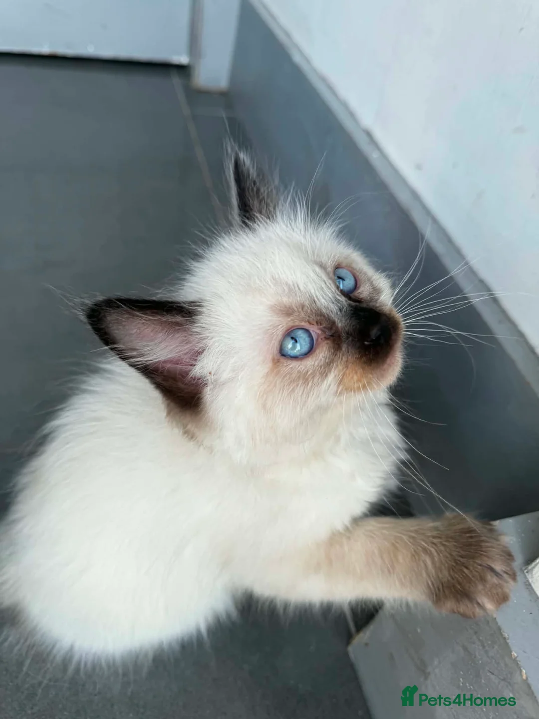 Ragdoll cats for sale: Pure breed ragdoll kittens READY NOW  - Advert 2
