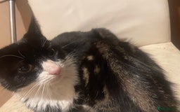 Domestic Shorthair cats for sale: 5 beautiful kittens  - Image 19