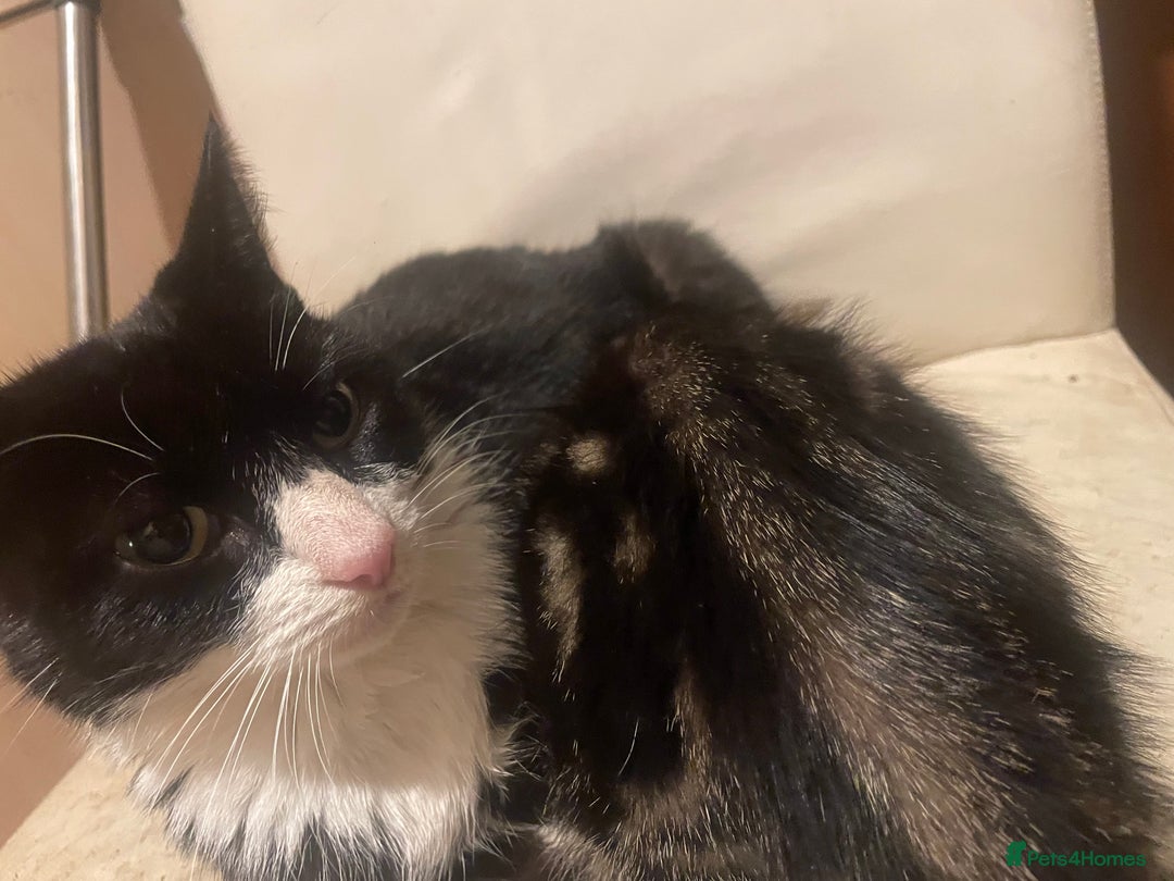 Domestic Shorthair cats for sale: 5 beautiful kittens  - Image 19