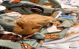 Guinea Pig rodents for sale: Male Boar for sale - Image 1