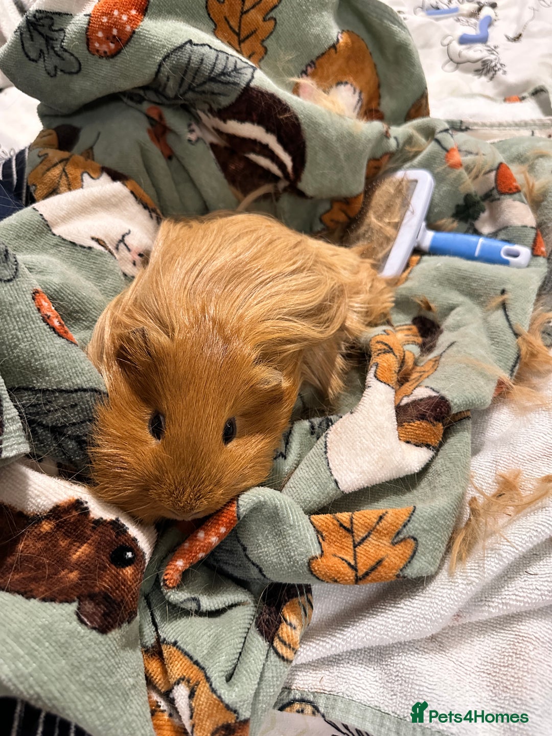 Guinea Pig rodents for sale: Male Boar for sale - Image 1