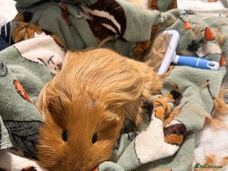 Guinea Pig rodents for sale - Advert 1