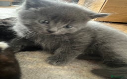 British Shorthair cats for sale: one little boy 🐱 - Image 3
