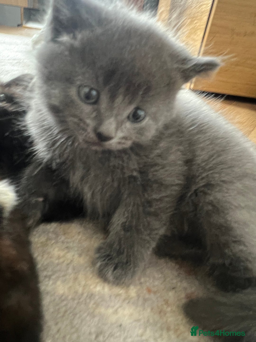 British Shorthair cats for sale: one little boy 🐱 - Image 3