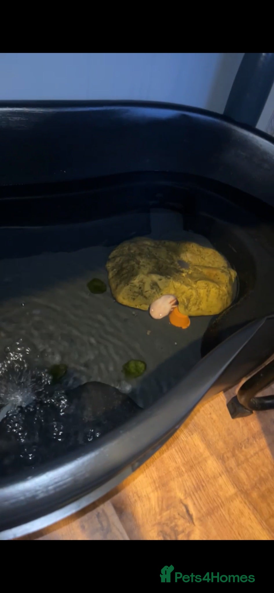 Axolotl reptiles Axolotl albino  - Advert 1