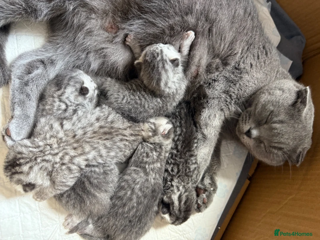 British Shorthair cats for sale: British Shorthair Tabby - Advert 4