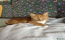 European cats for adoption: Blaze is looking for the perfect forever home!  - Image 4