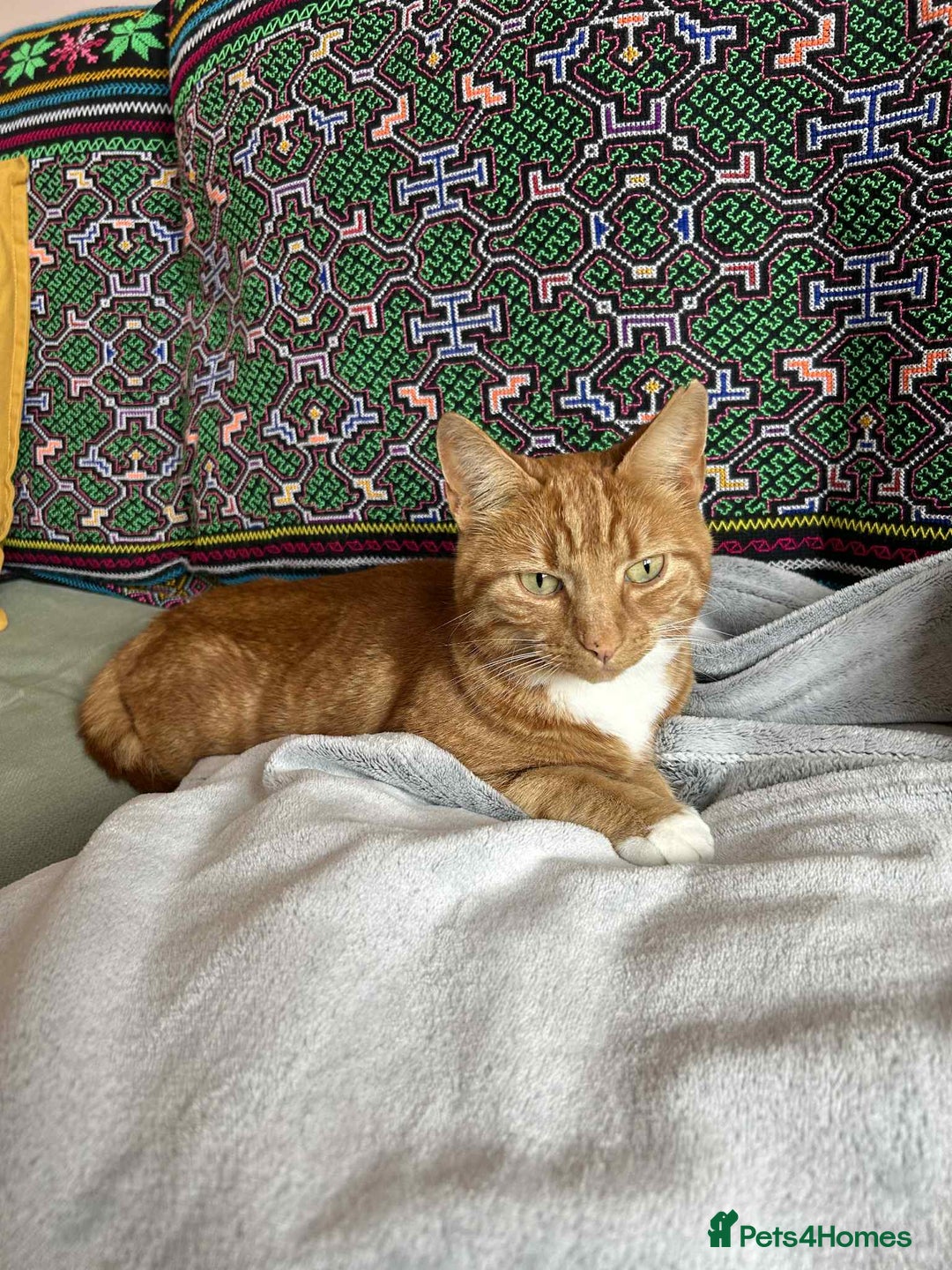European cats for adoption: Blaze is looking for the perfect forever home!  - Image 4