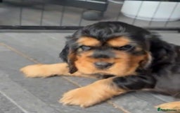 Cocker Spaniel dogs for sale: KC & HEALTH TESTED CHOC SABLE PUPS - Image 19