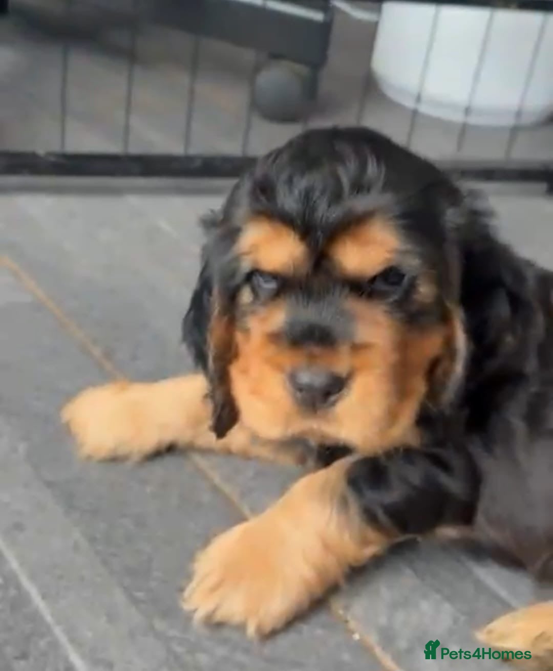 Cocker Spaniel dogs for sale: KC & HEALTH TESTED CHOC SABLE PUPS - Image 19