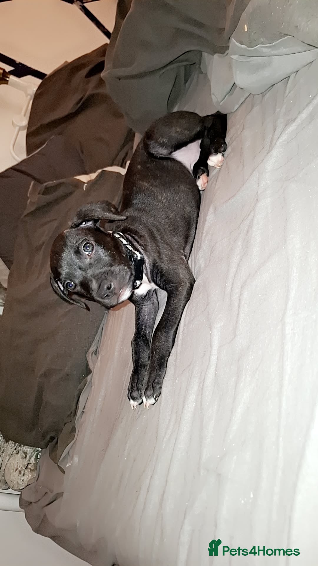 Mixed Breed dogs for sale: Female staffy mixed - Image 4