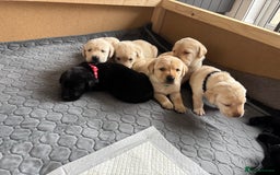 Labrador Retriever dogs for sale: KC Registered+Health checked Labrador puppies! in Rotherham - Image 15