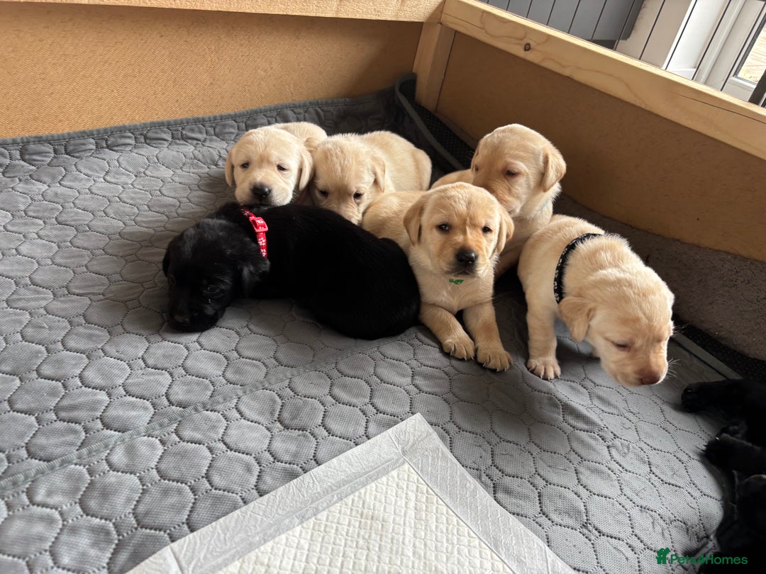 Labrador Retriever dogs for sale: KC Registered+Health checked Labrador puppies! in Rotherham - Image 15