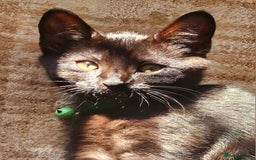 Mixed Breed cats for sale: British Short Haired mix in Enfield - Image 8