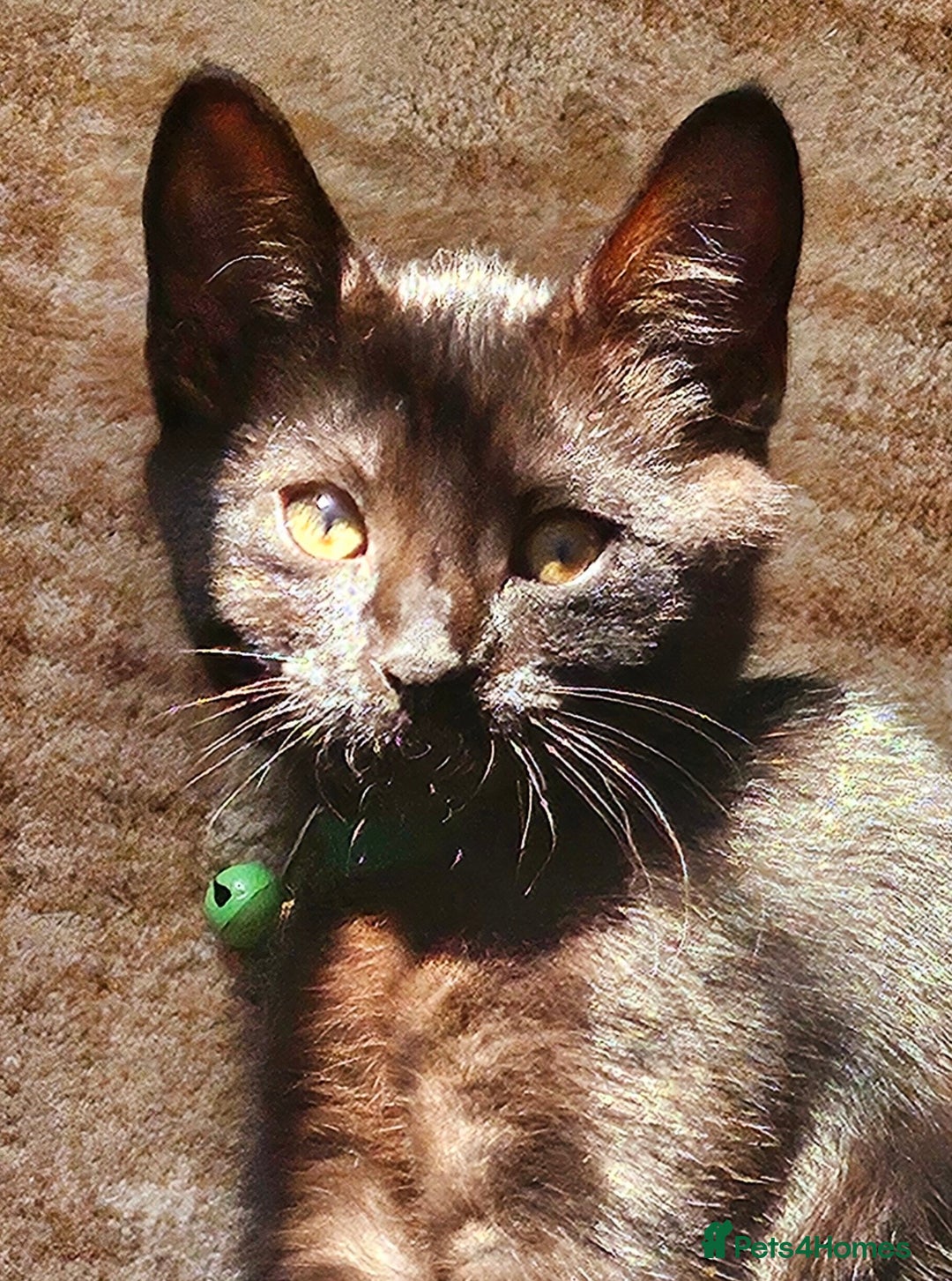Mixed Breed cats for sale: British Short Haired mix in Enfield - Image 8