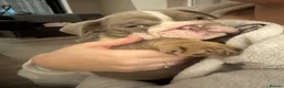 English Bulldog dogs for sale: Peggy 007 granddaughter!  - Advert 15