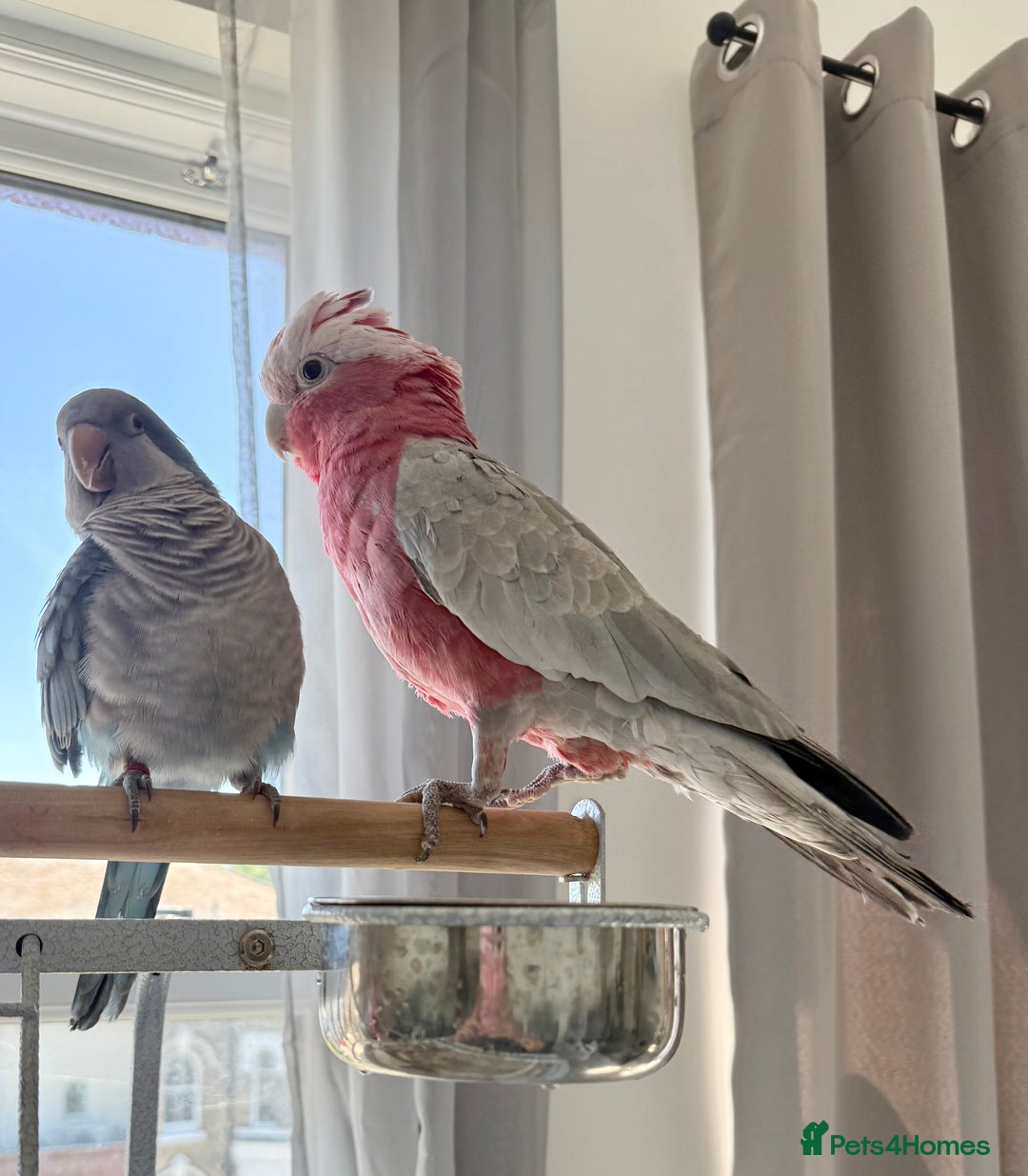 Cockatoo birds for sale: Floyd the Galah - Image 8