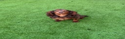 Cocker Spaniel dogs for stud: KC reg cocker spaniel for stud HEALTH TESTED  in Redcar - Advert 2