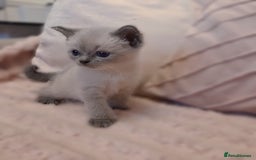 Ragdoll cats for sale: LAST RAGDOLL X BSH KITTEN LEFT READY TO LEAVE NOW - Image 4